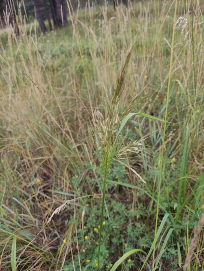 Achnatherum sibiricum, photographed by Юлия