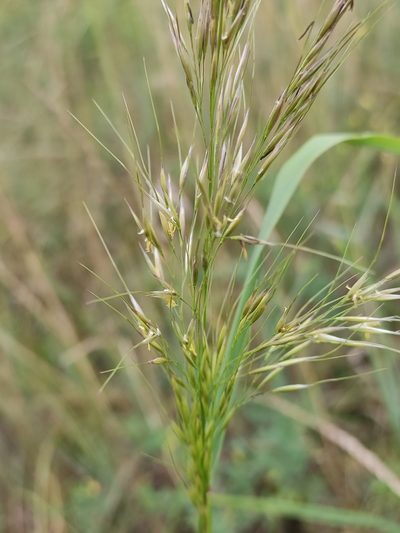 Achnatherum sibiricum, photographed by Юлия
