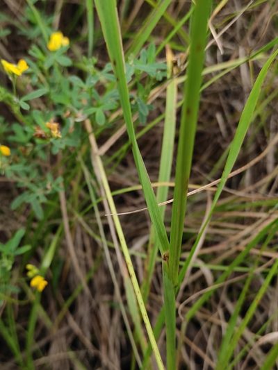 Achnatherum sibiricum, photographed by Юлия