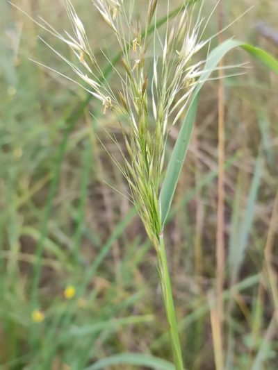 Achnatherum sibiricum, photographed by Юлия