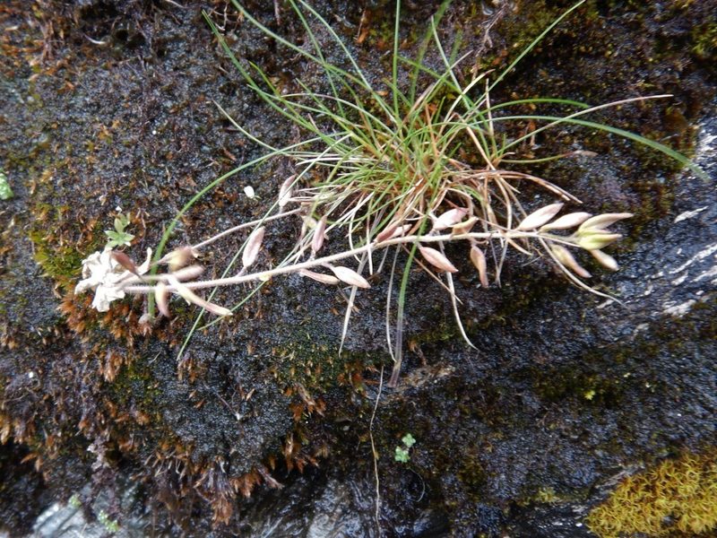 Draba incana, photographed by pete_gateley