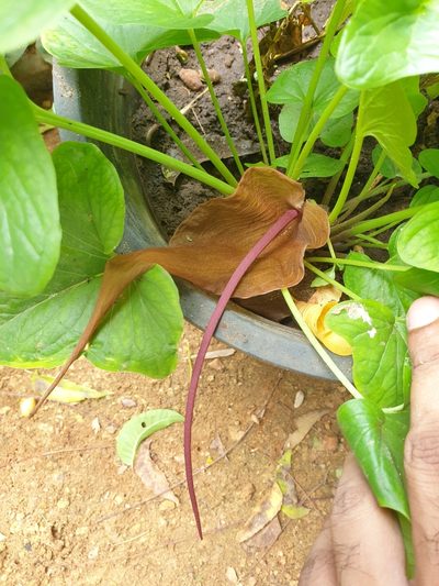 Typhonium roxburghii, photographed by Aravinth