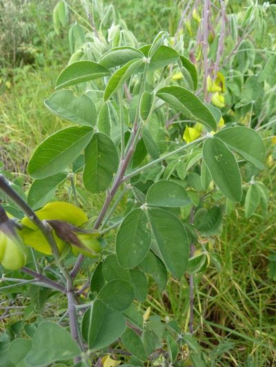 Crotalaria agatiflora, photographed by Andrew Hankey