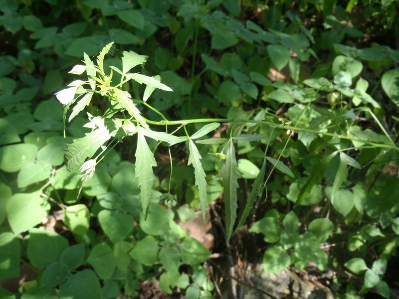 Sida ternata, photographed by Nicola van Berkel