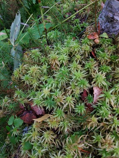 Sphagnum centrale, photographed by Jarmo Tahvanainen