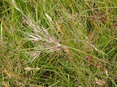 Festuca vivipara, photographed by pete_gateley