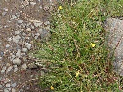 Carex binervis, photographed by pete_gateley