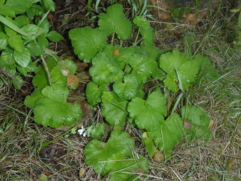 Pelargonium odoratissimum, photographed by Nicola van Berkel