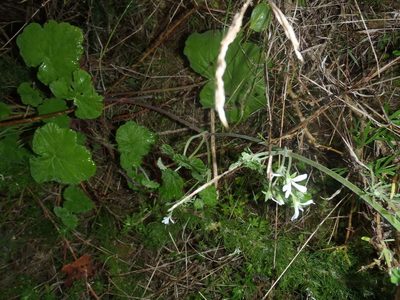 Pelargonium odoratissimum, photographed by Nicola van Berkel