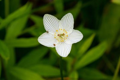 Parnassia glauca, photographed by Ryan F. Mandelbaum