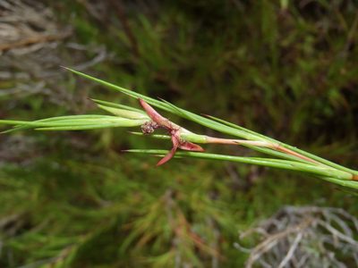 Cliffortia aculeata, photographed by Di Turner