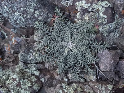 Chaenactis douglasii, photographed by Alaina Krakowiak