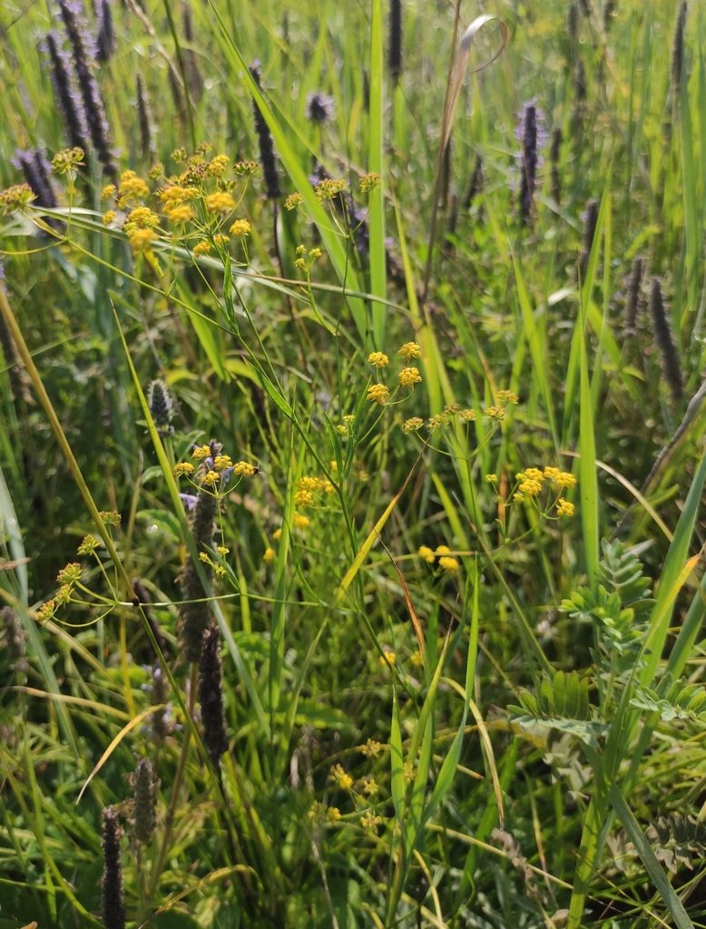 Bupleurum scorzonerifolium, photographed by Юлия