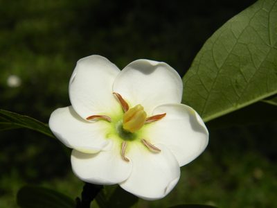 Tamilnadia uliginosa, photographed by Ansil B.R.