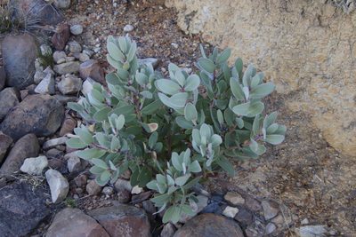 Protea punctata, photographed by Tony Rebelo