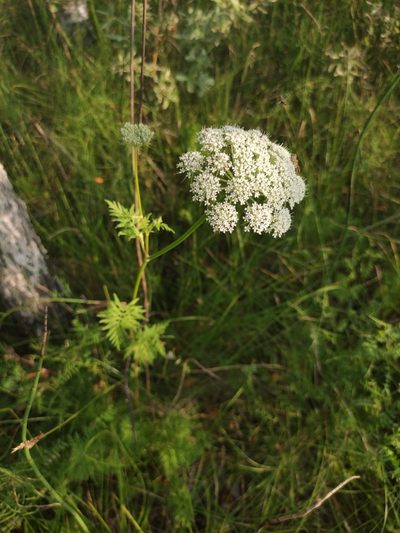 Seseli condensatum, photographed by Юлия