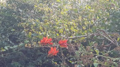 Erythrina lysistemon, photographed by Suvarna Parbhoo Mohan
