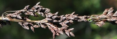 Rhodocoma gigantea, photographed by Tony Rebelo