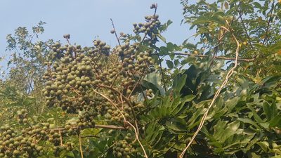 Deinbollia oblongifolia, photographed by Suvarna Parbhoo Mohan