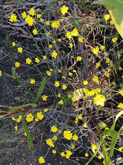 Helichrysum anomalum, photographed by chrishorak