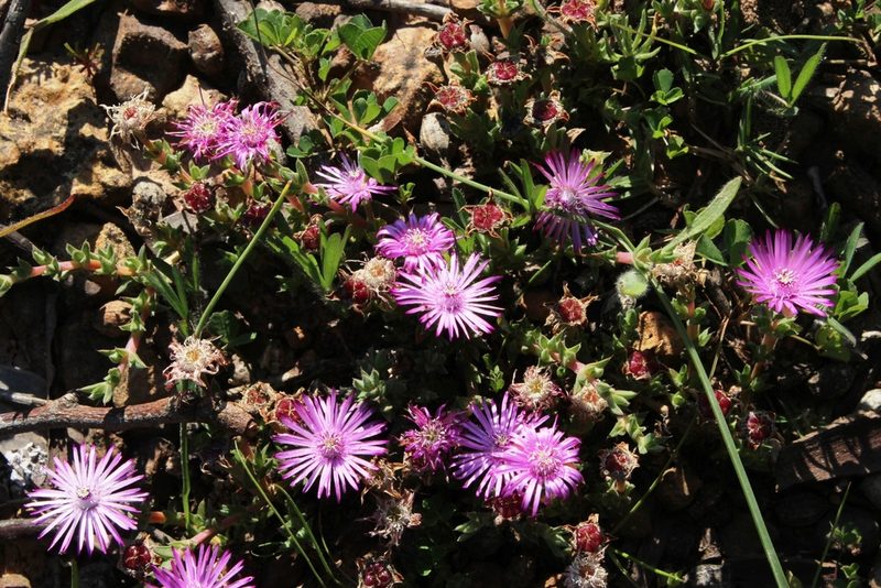 Antimima microphylla, photographed by Tony Rebelo
