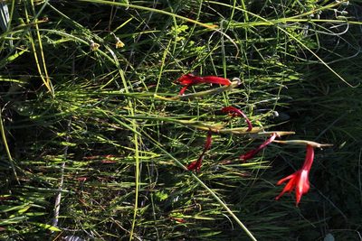 Gladiolus watsonius, photographed by Tony Rebelo