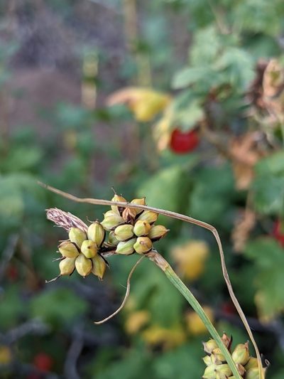 Carex raynoldsii, photographed by Alaina Krakowiak