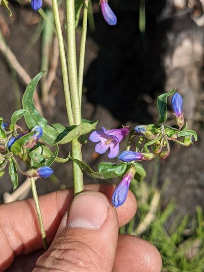 Penstemon watsonii, photographed by Alaina Krakowiak