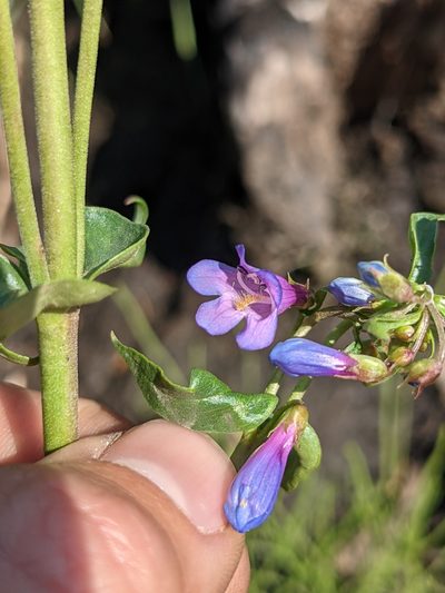 Penstemon watsonii, photographed by Alaina Krakowiak