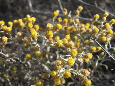 Helichrysum cylindriflorum, photographed by douglaseustonbrown