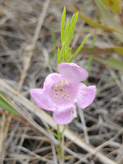 Agalinis aspera, photographed by Chris Friesen