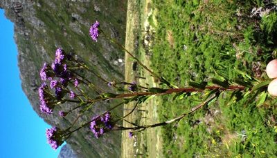 Pseudoselago verbenacea, photographed by Tony Rebelo