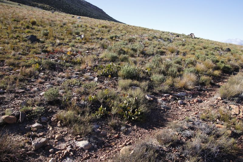 Protea scolopendriifolia, photographed by Tony Rebelo