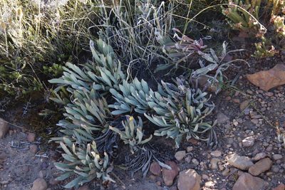 Protea laevis, photographed by Tony Rebelo