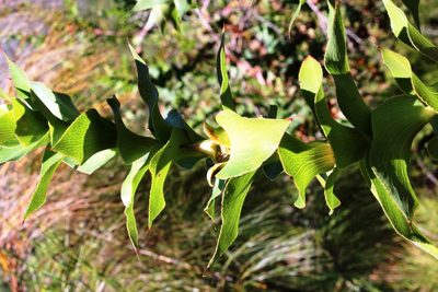Cliffortia denticulata, photographed by Tony Rebelo