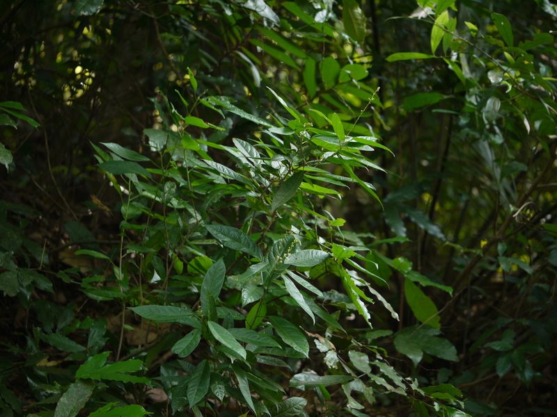 Croton chakrabartyi, photographed by Dinesh Valke