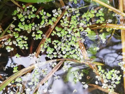 Lemna turionifera, photographed by Татьяна Максимова
