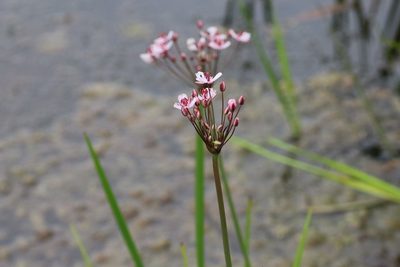 Butomus umbellatus, photographed by Charlie Farrell