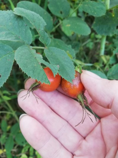 Rosa villosa, photographed by Татьяна Максимова