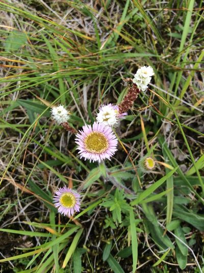 Erigeron borealis, photographed by Chris Yesson