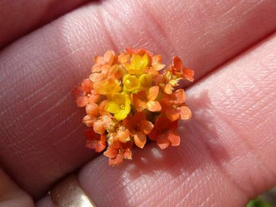 Lasiosiphon rubescens, photographed by Andrew Hankey