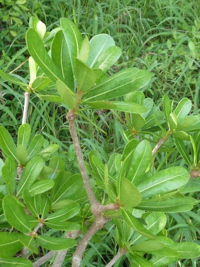 Manilkara mochisia, photographed by Andrew Hankey