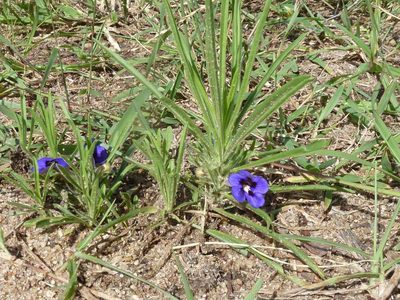 Aptosimum lineare, photographed by Andrew Hankey