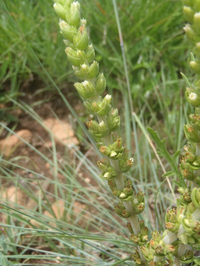 Crassula nodulosa, photographed by Nicola van Berkel