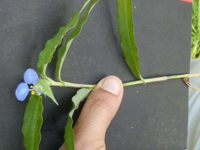 Commelina modesta, photographed by Andrew Hankey
