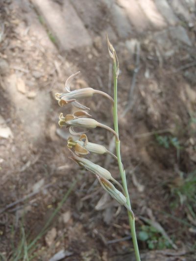 Dipcadi marlothii, photographed by Nicola van Berkel