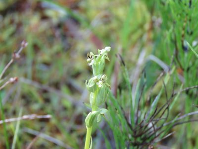 Platanthera aquilonis, photographed by Jenn (McPhee) Dyson