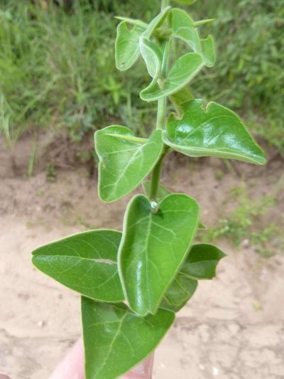 Canthium armatum, photographed by Andrew Hankey