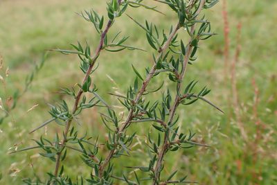 Genista anglica, photographed by Thomas Gyselinck