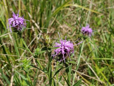Liatris squarrosa, photographed by Samuel A Schmid, PhD, PWS